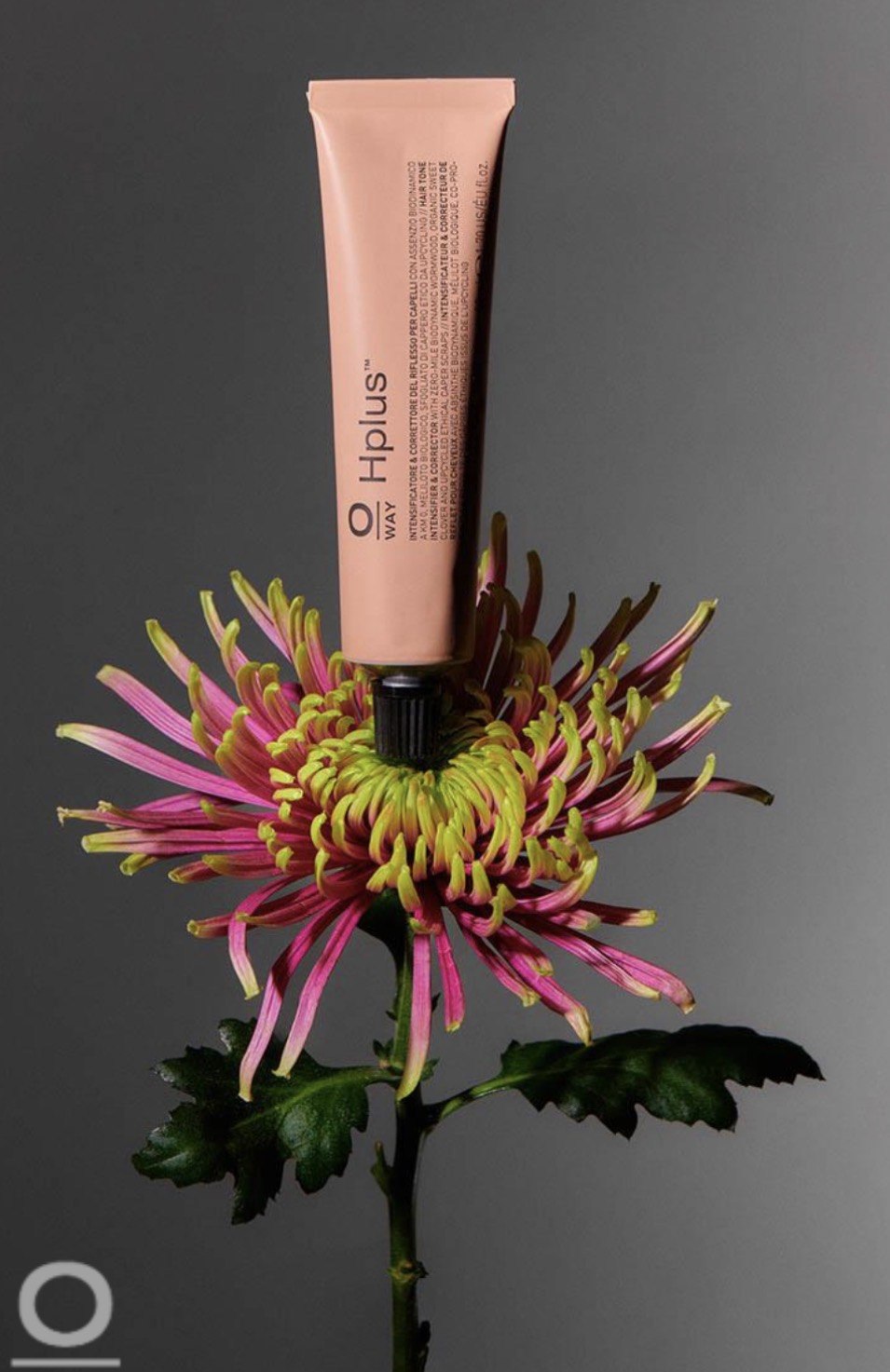 OWAY product photographed with a protea flower